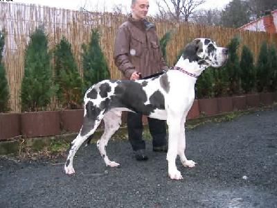 Pavlov Von Schlesien