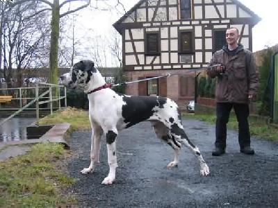 Pavlov Von Schlesien