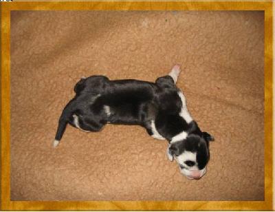 Paschtan Von Schlesien