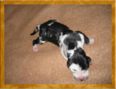 Pandora Von Schlesien