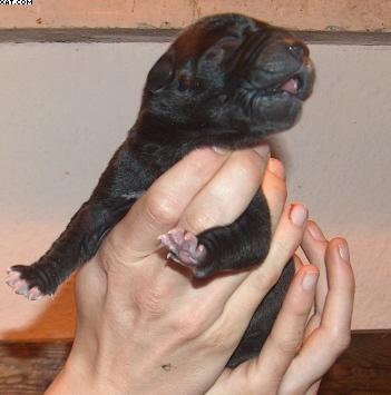 Faust Vom Regenbogental