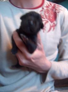 F�rst Vom Regenbogental