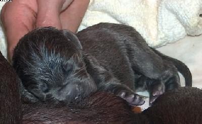 Fakir Vom Regenbogental