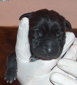 Fortuna Vom Regenbogental