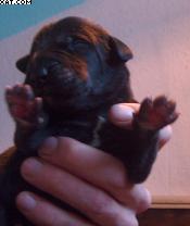 Fiona Vom Regenbogental