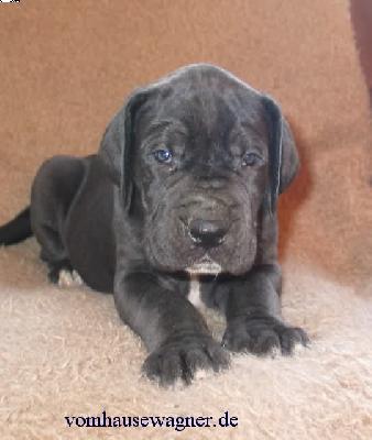 Zoltan Vom Hause Wagner