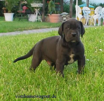 Zoltan Vom Hause Wagner