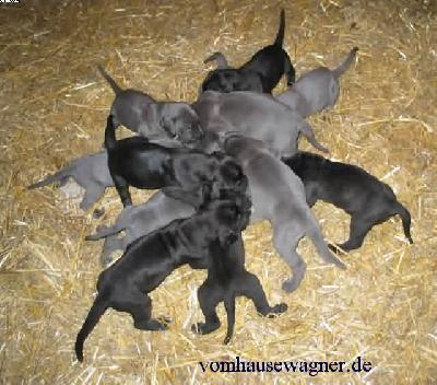 Zacharias Vom Hause Wagner