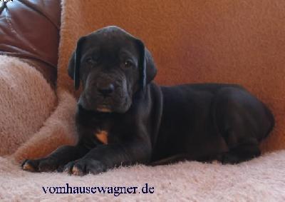 Zouzette Vom Hause Wagner