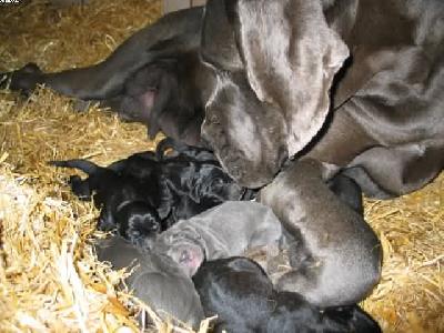 Zsa-zsa Vom Hause Wagner