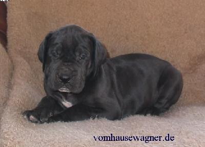 Zarina Vom Hause Wagner