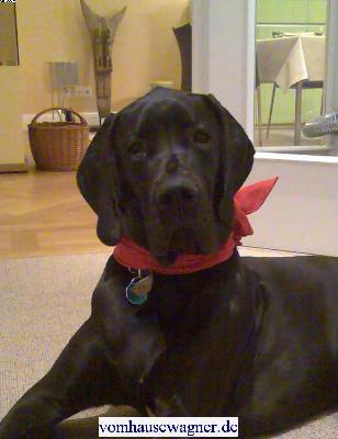 Zarina Vom Hause Wagner