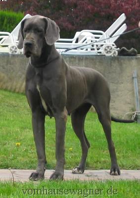 Ch Zuckerpuppe Vom Hause Wagner