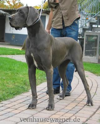 Ch Zuckerpuppe Vom Hause Wagner