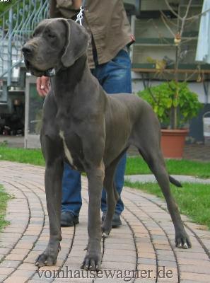 Ch Zuckerpuppe Vom Hause Wagner