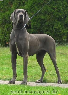 Ch Zuckerpuppe Vom Hause Wagner