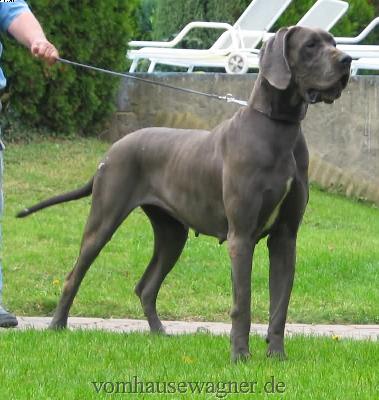 Ch Zuckerpuppe Vom Hause Wagner