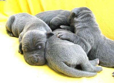 Anubis Vom Hause Wagner