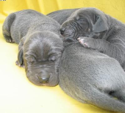 Agatho Vom Hause Wagner