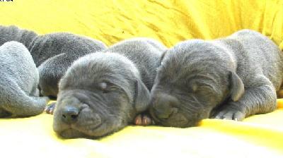 Arg�n Vom Hause Wagner