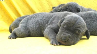 Augustus Vom Hause Wagner