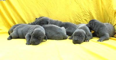 Agneta Vom Hause Wagner