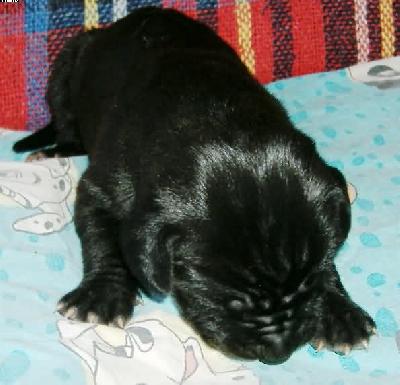 Howard Vom Spandauer Wappen