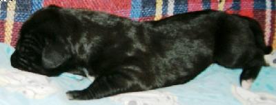 Hutch Vom Spandauer Wappen