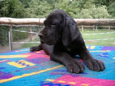 Highway Vom Spandauer Wappen