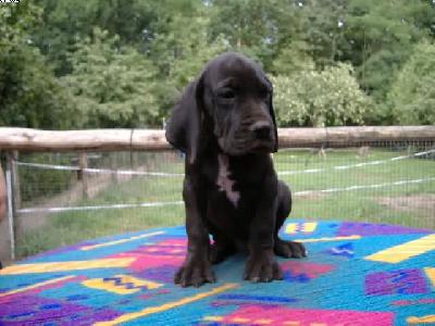 Higgins Vom Spandauer Wappen