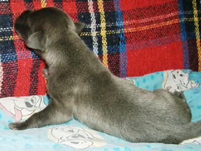 Hercules Vom Spandauer Wappen