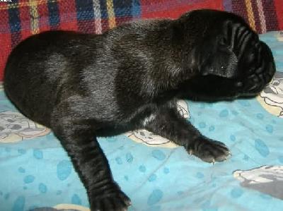 Harvey Vom Spandauer Wappen