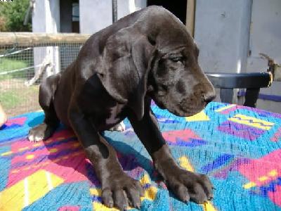 Hera Vom Spandauer Wappen