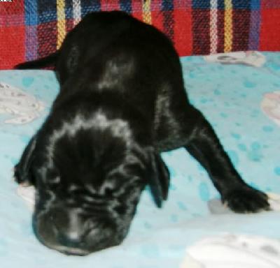 Hera Vom Spandauer Wappen