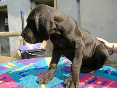 Hiscija Vom Spandauer Wappen