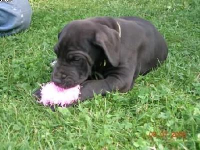 Baran Vom Cabellahof