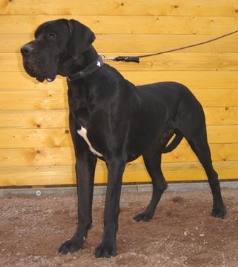 Burami Vom Cabellahof