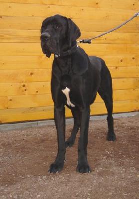 Burami Vom Cabellahof