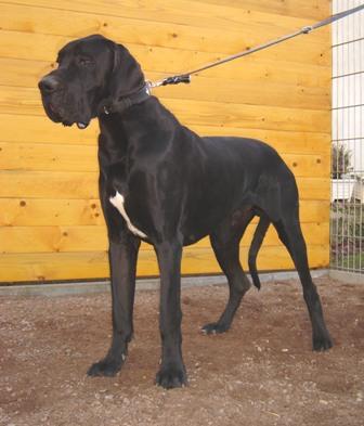 Burami Vom Cabellahof