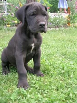 Bandit Vom Cabellahof