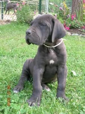 Bonny Vom Cabellahof