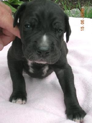 Belina Vom Cabellahof