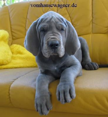 Berio Vom Hause Wagner