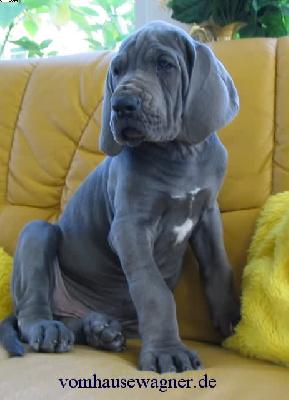 Balanos Vom Hause Wagner