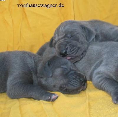 Baron Vom Hause Wagner