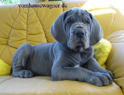 Biventer Vom Hause Wagner