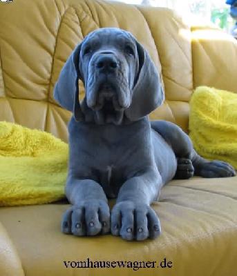 Bulbus Vom Hause Wagner