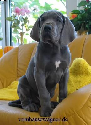 Bifidus Vom Hause Wagner