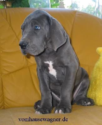 Barbula Vom Hause Wagner