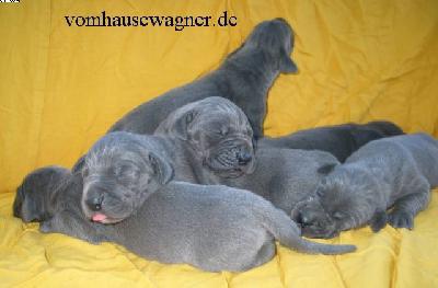 Berlin Vom Hause Wagner